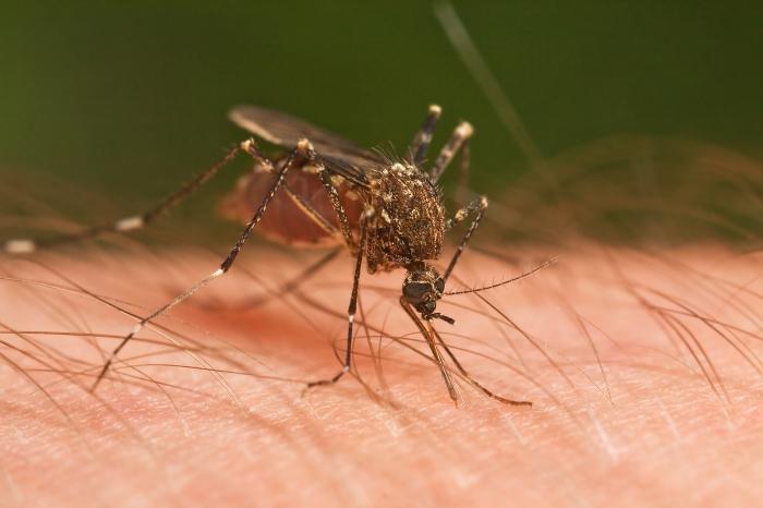 मच्छरों का प्रजनन कैसे होता है?